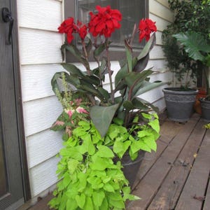 Canna &#39;Dwarf Black Knight&#39; | Red Canna Lily Plant with Black Foliage | Large Red Blooms | Tropical Foliage | Hardy Perennial USDA Zones 7–11
