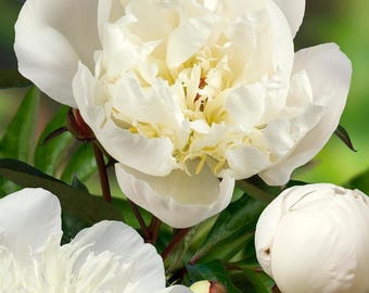 Peony 'Immaculee' | Fragrant Double White Paeonia