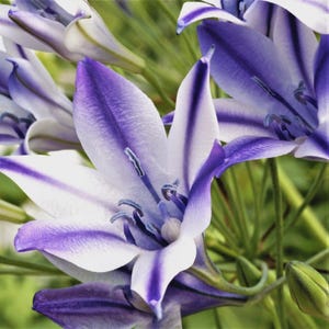 PRE-Order Fall Bulbs - Triteleia &#39;Rudy&#39; | Naturalizing Perennial Bulb | Late Spring | Blooming USDA Zones 5-10