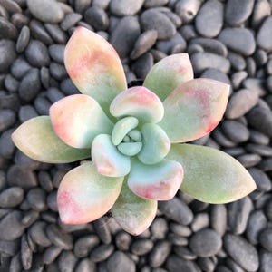 May include: A close-up of a succulent plant with pale green leaves edged with pink and peach hues. The plant's leaves are arranged in a rosette pattern. The background consists of small, gray pebbles.