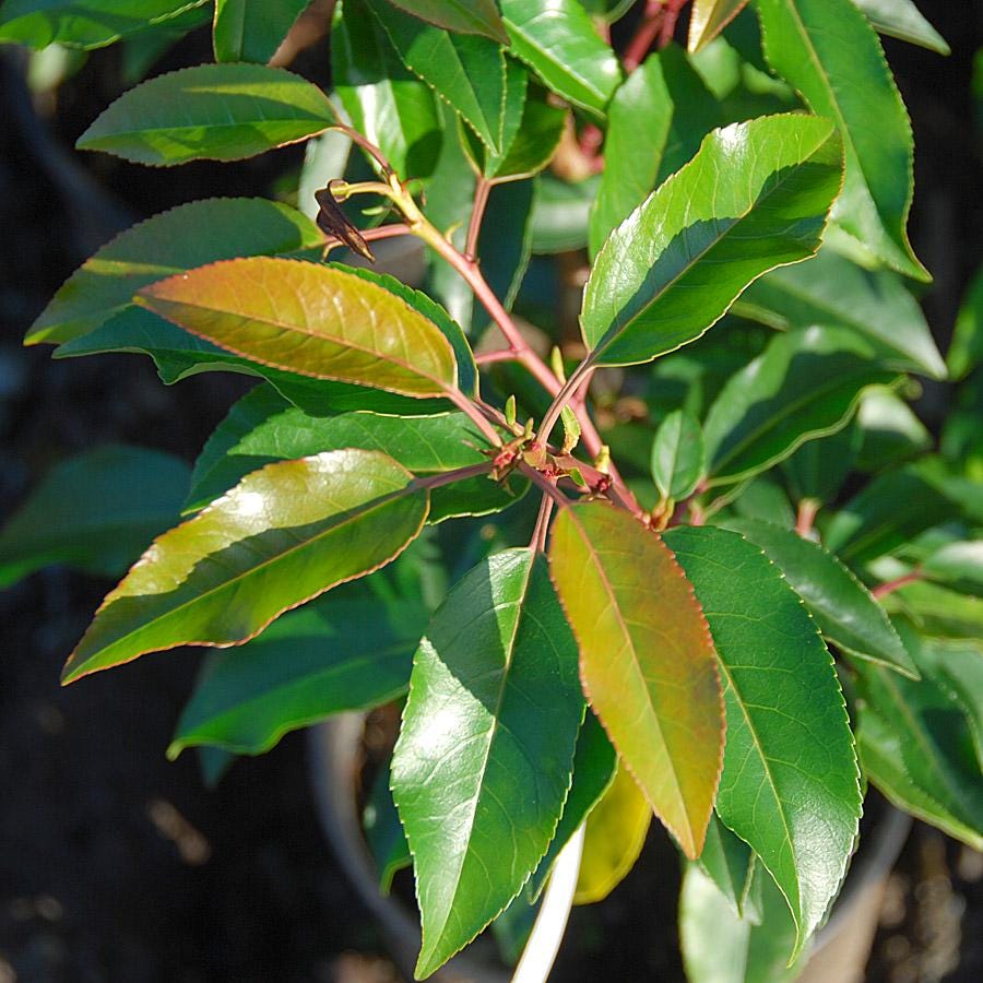 Prunus lusitanica | Portuguese Laurel | Evergreen Privacy Hedge | Dense Evergreen Shrub | USDA Zones 6-9