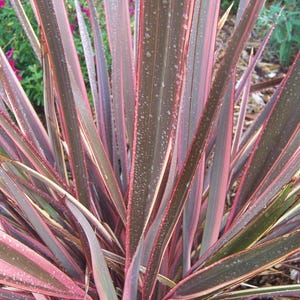 May include: Close-up of a vibrant plant with long, slender leaves. The leaves display a mix of colors, including deep burgundy, pink, and green, with water droplets glistening on their surfaces. The plant's texture and color variations create a visually appealing display.