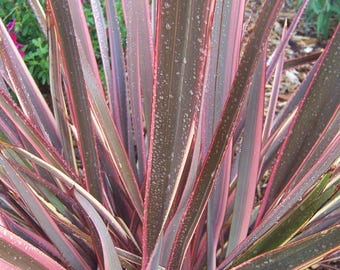 Phormium 'Sundowner' | Multi-colored New Zealand Flax