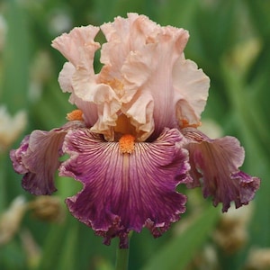 May include: A tall bearded iris flower featuring ruffled, pale peach-colored upper petals and deep purple lower petals with intricate, darker purple veining. A bright orange, fuzzy beard sits at the center of the bloom, contrasting with the petals.