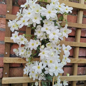 May include: A climbing plant with numerous white flowers with yellow centers, growing on a wooden trellis. The flowers have multiple petals and are in full bloom. The background features a red brick wall.