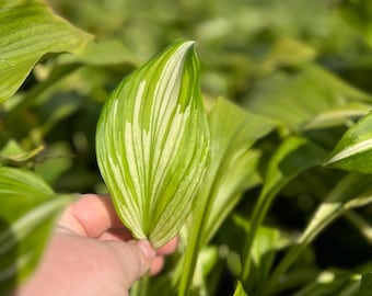 Hosta 'Mediovariegata' | Medium Variegated Plantain Lily - Fall 2026 Pre-Order