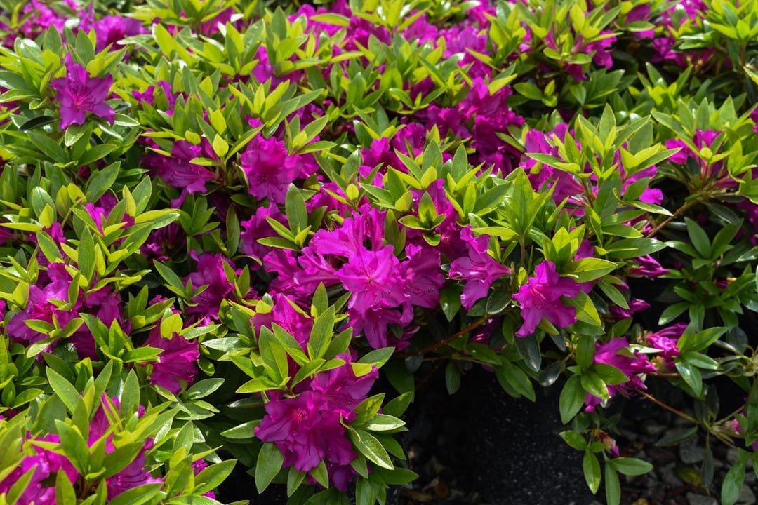 photo rhododendron Rosebay Rhododendron, Rhododendron maximum  Flower Moon Nursery