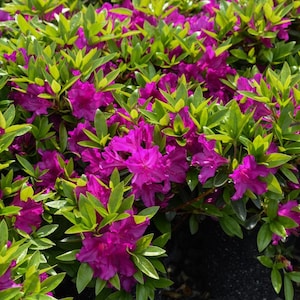 Azalea Purple Splendor | Purple Flowering Spring Blooms | Evergreen Shrub | Dwarf Rhododendron - 1 gallon well rooted plant | USDA Zones 5-9