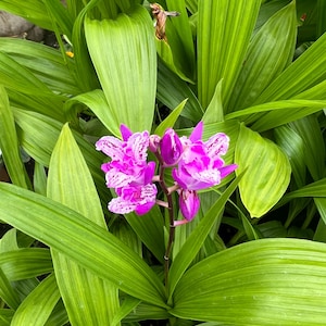 May include: A close-up of vibrant pink orchids with white speckles, set against a backdrop of lush, green foliage. The orchid's petals are fully bloomed, showcasing their intricate patterns. The leaves are long and have a ribbed texture.