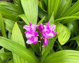 Bletilla Striata 'variegata' | Chinese Ground Orchid, Rare Hardy Shade  Plant - Etsy