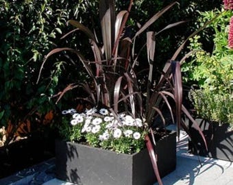 Phormium ‘Black Adder’ | Dark Purple Black New Zealand Flax