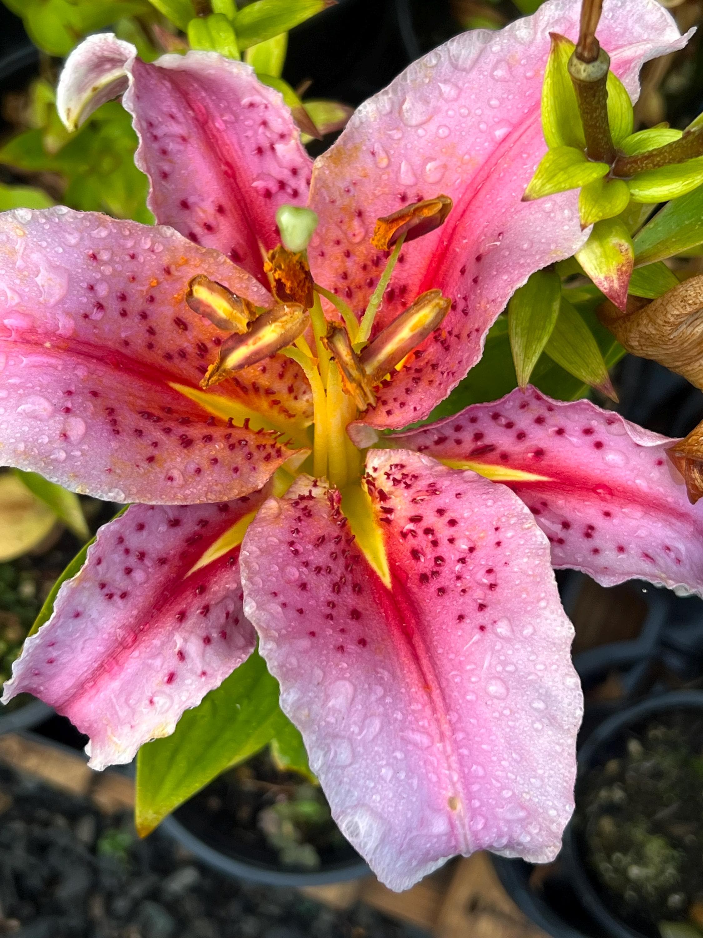 Lilium O 'mona Lisa' | Exotic Pink Oriental Lily, Fragrant Cut