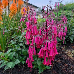 Phygelius 'Colorburst Rose' | Cape Fuchsia