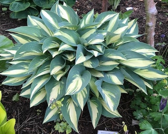 Hosta 'Moonstruck' | Medium Small Variegated Plantain Lily - Fall 2026 Pre-Order