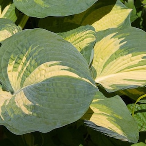 PRE-ORDER Fall Bareroot - Hosta &#39;Great Expectations&#39; | Large Variegated Yellow and Green Hosta | Flowering Shade Perennial | Slug Resistant