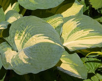 Hosta 'Great Expectations' | Variegated Plantain Lily, Shade Perennial