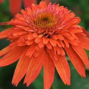 Echinacea &#39;Double Scoop Mandarin&#39; | Coneflower | Long Blooming Perennial | Pollinator Magnet! | Perfect Cut Flower | Multiple Sizes