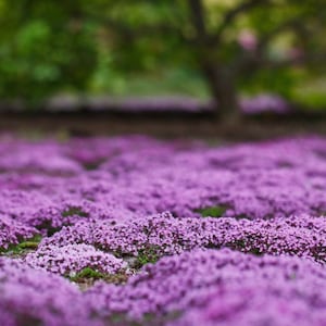 May include: A field of purple flowers in bloom. The flowers are in focus, while the background is blurred.