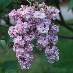 May include: A set of three ceramic mugs with a speckled, matte finish. The mugs are in shades of cream, light gray, and dark gray. Each mug has a simple, minimalist design, perfect for coffee or tea.