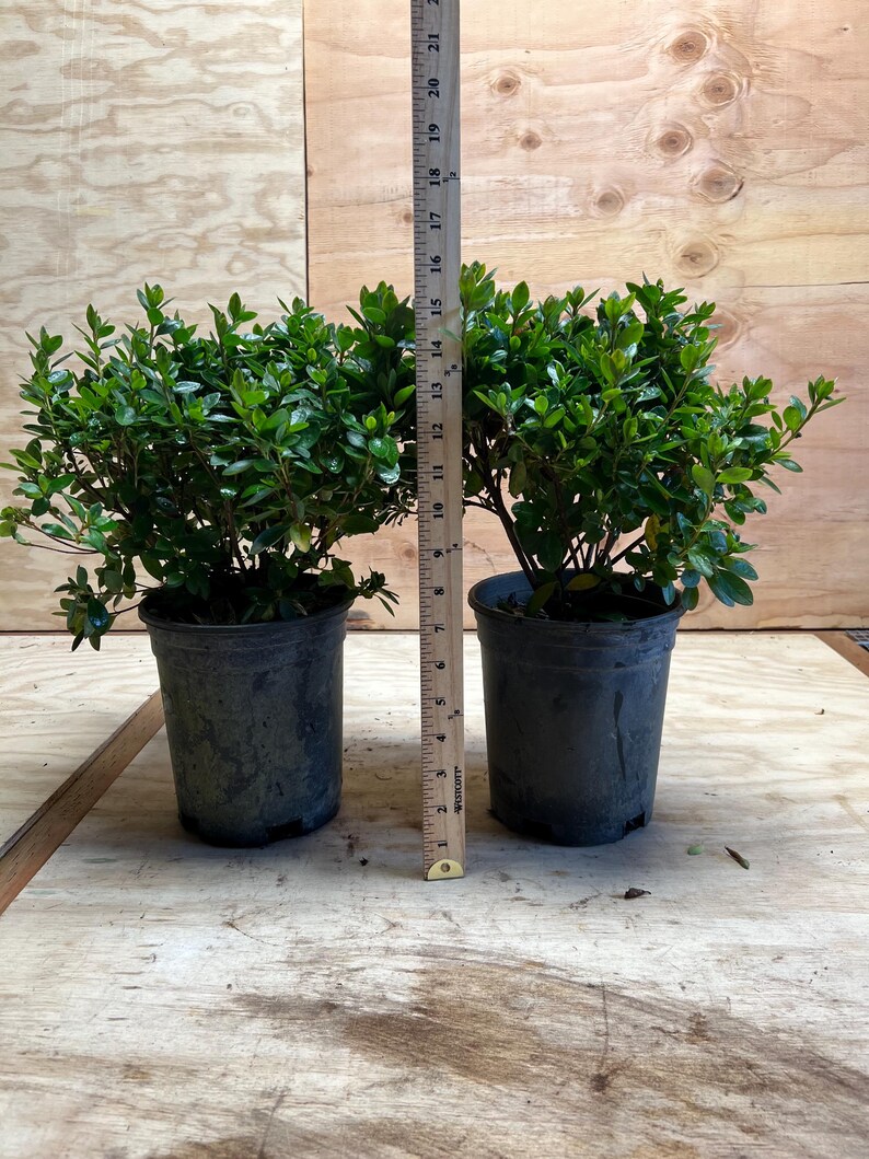 Azalea 'rosebud' | Spring Flowering Evergreen Shrub - 1 Gallon Pot - Etsy