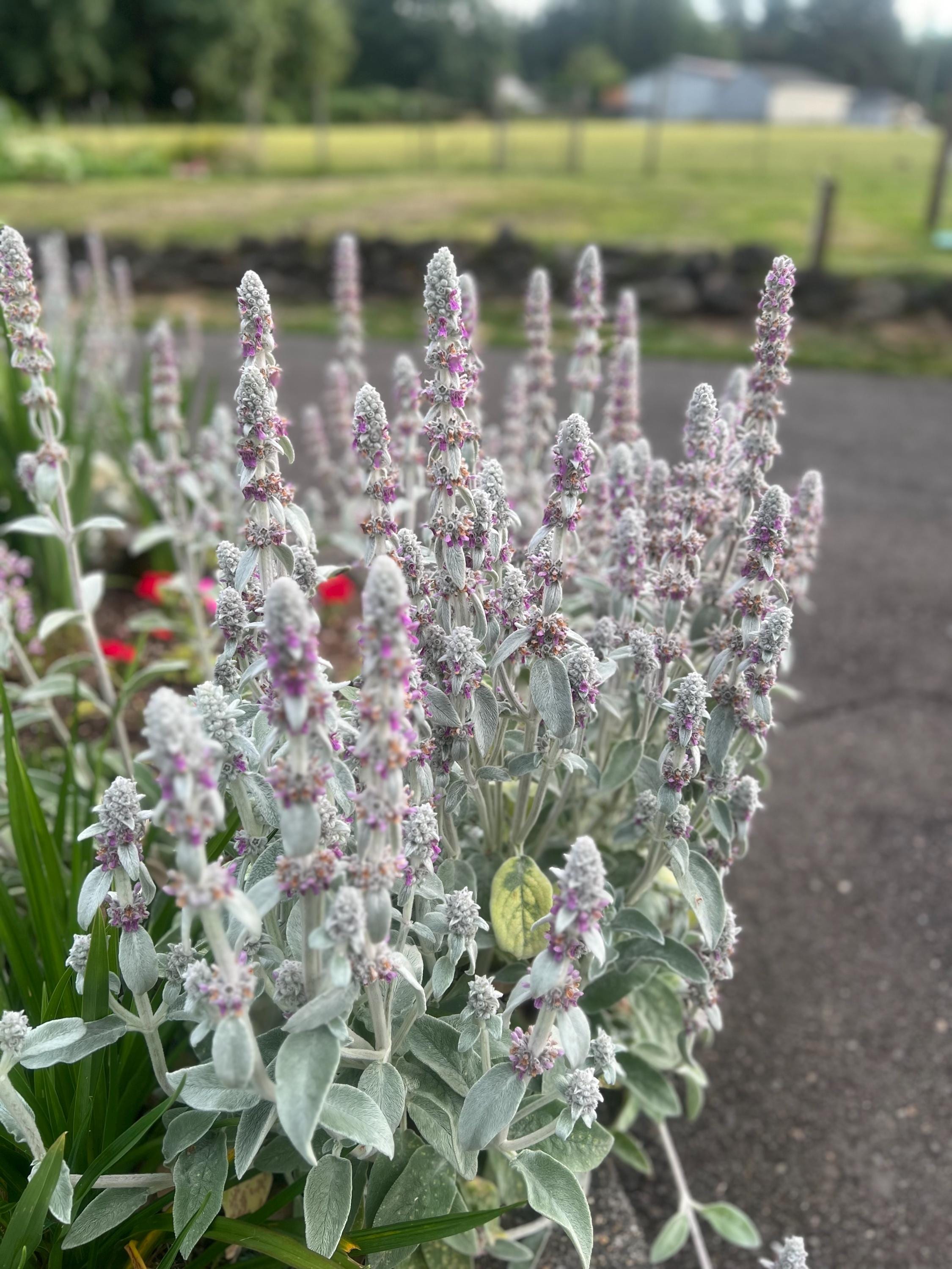 Stachys Byzantina, Lamb's Ear, Evergreen Groundcover, Perennial