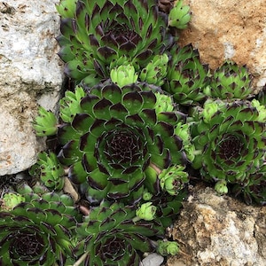 Sempervivum Chick Charms &#39;Appletini&#39; | Hens and Chicks | Evergreen Succulent Groundcover | USDA Zones 4-9