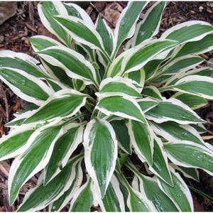 Hosta White Dove, Medium Variegated Hosta, Plaintain Lily 1 Bareroot ...