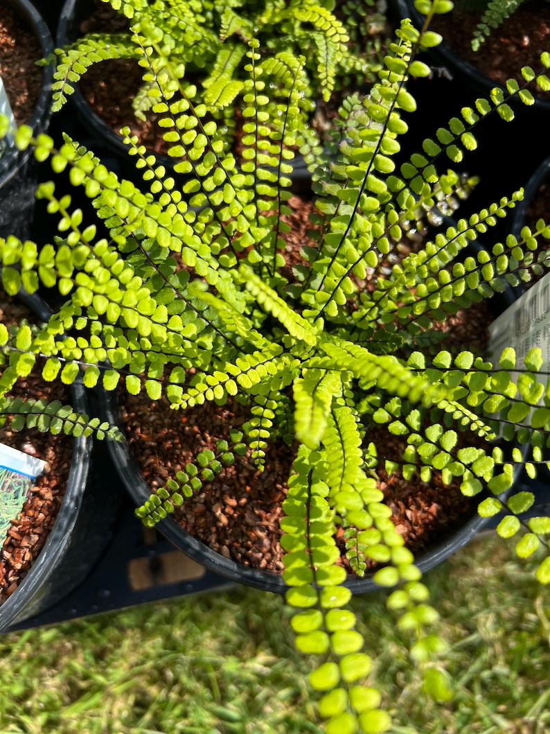 Plantingpartners Asplenium trichomanes Maidenhair Spleenwort