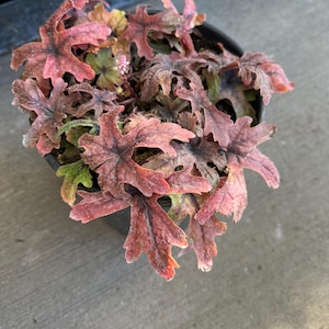 Tiarella 'Pink Skyrocket' | Foam Flower, Compact Shade-Loving Perennial - 1 gallon pot image 4