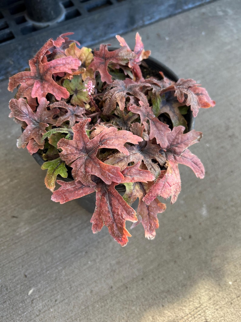 Tiarella 'Pink Skyrocket' | Foam Flower, Compact Shade-Loving Perennial - 1 gallon pot image 4