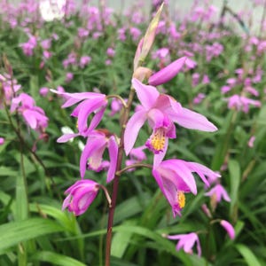 Bletilla striata 'Yokohama' (Kate) | Chinese Ground Orchid, Rare Hardy Shade Plant