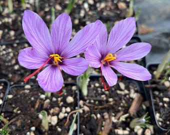 Puede incluir: Primer plano de dos vibrantes flores de azafrán moradas con estambres amarillos y estigmas rojos, sobre un fondo de tierra y brotes verdes emergentes. Las flores están en pequeñas bandejas de plantación negras.