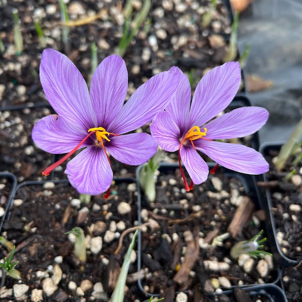 Crocus sativus | Saffron Crocus, Oregon Grown - Fall 2026 Pre-Order