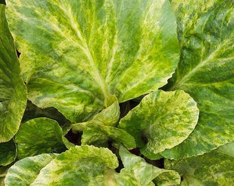 Bergenia 'Tubby Andrews' | Elephant Ear, Evergreen Shade Perennial