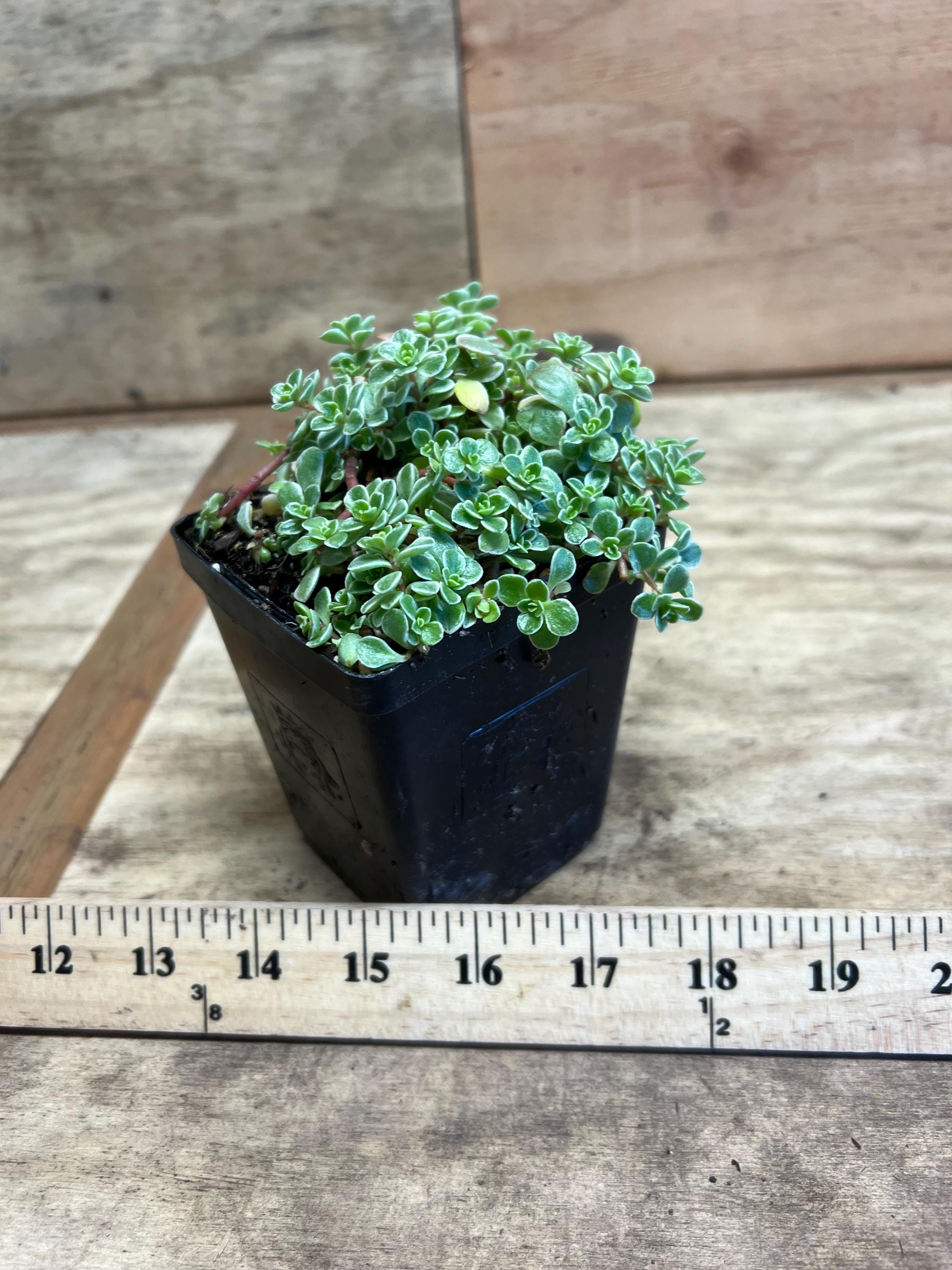 Sedum Makinoi 'variegatum' | Variegated Japanese Stonecrop