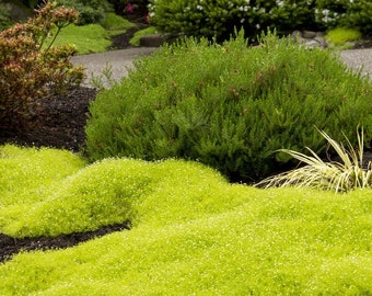 Sagina subulata ‘Aurea’ | Scotch Moss, Soft Carpet-Like Evergreen Groundcover - 3.5" pot