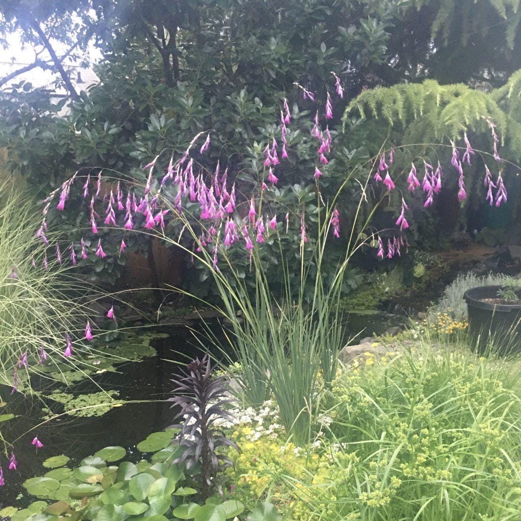 Dierama pulcherrimum | Angels Fishing Rod | Graceful Perennial | USDA  Zones 69 | Spring 2026 Preorder