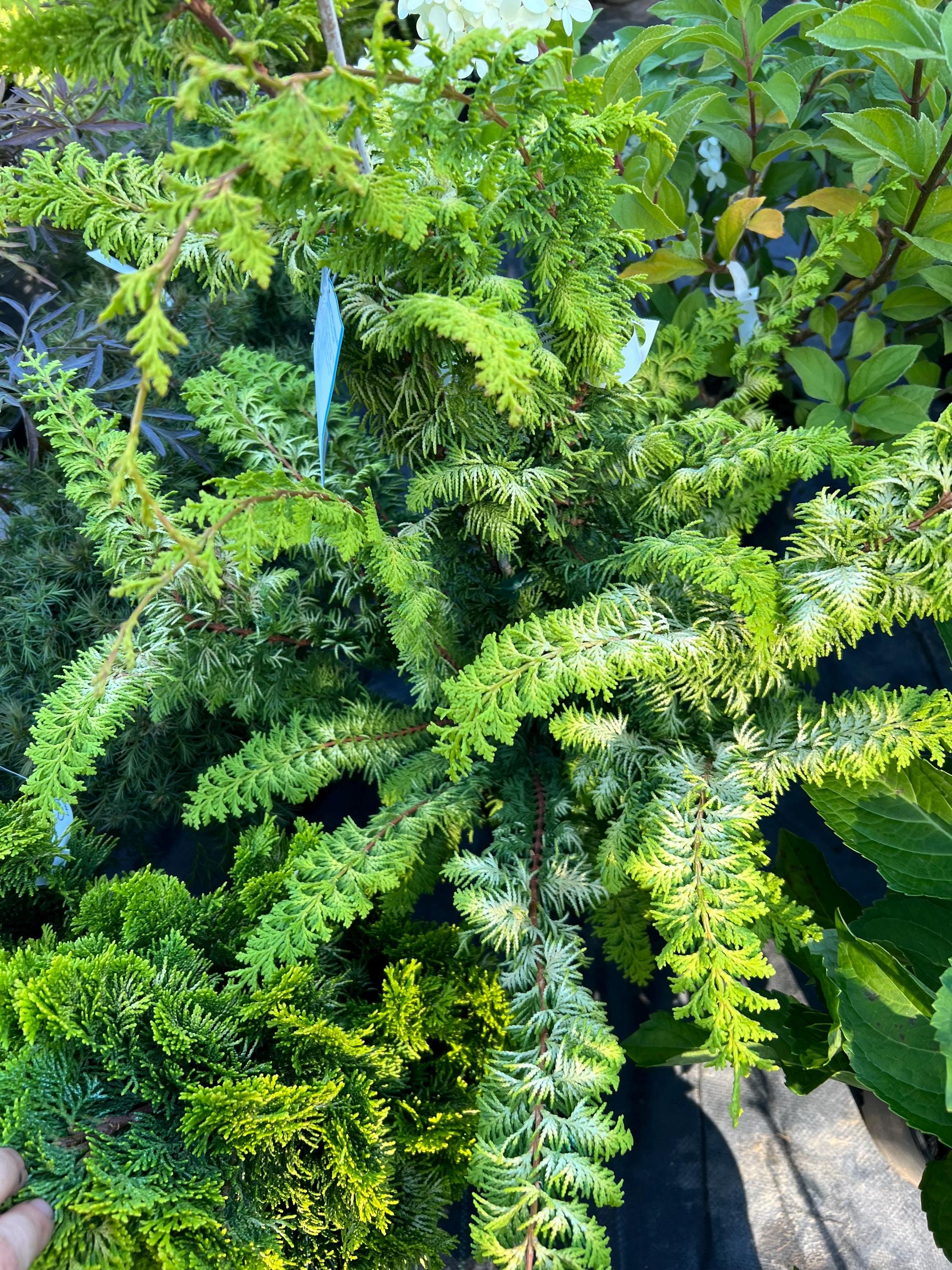 Chamaecyparis Obtusa 'fernspray Gold' | Golden Hinoki Cypress