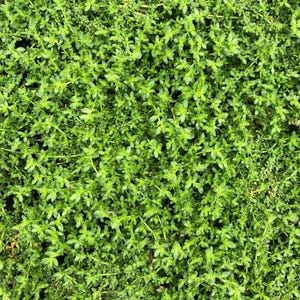 May include: A close-up of a dense patch of green ground cover. The foliage is lush and vibrant, creating a textured background.