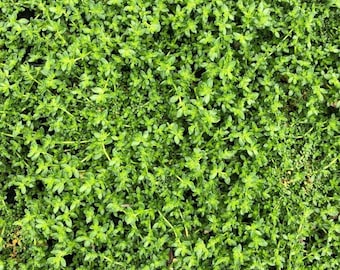 Herniaria glabra | Rupturewort, Dense, Semi-Evergreen  Groundcover - 3.5" pot