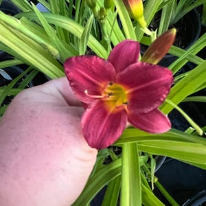 PRE-ORDER Fall Bulbs - Hemerocallis &#39;Pardon Me&#39; | Red Compact Daylily | Summer Bloomer | Deer-Resistant | USDA Zones 3–9