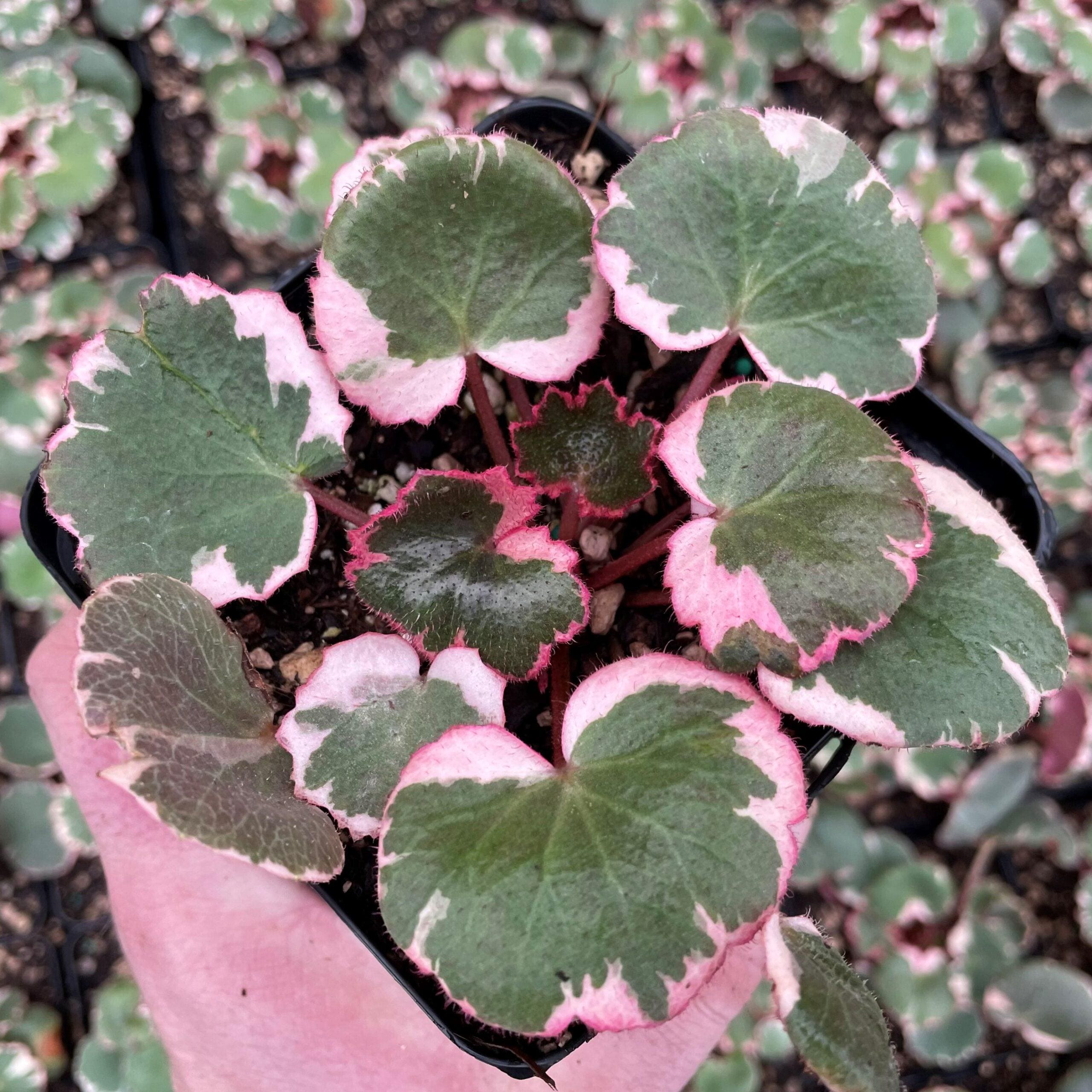 Saxifraga Stolonifera 'tricolor' | Variegated Strawberry Begonia