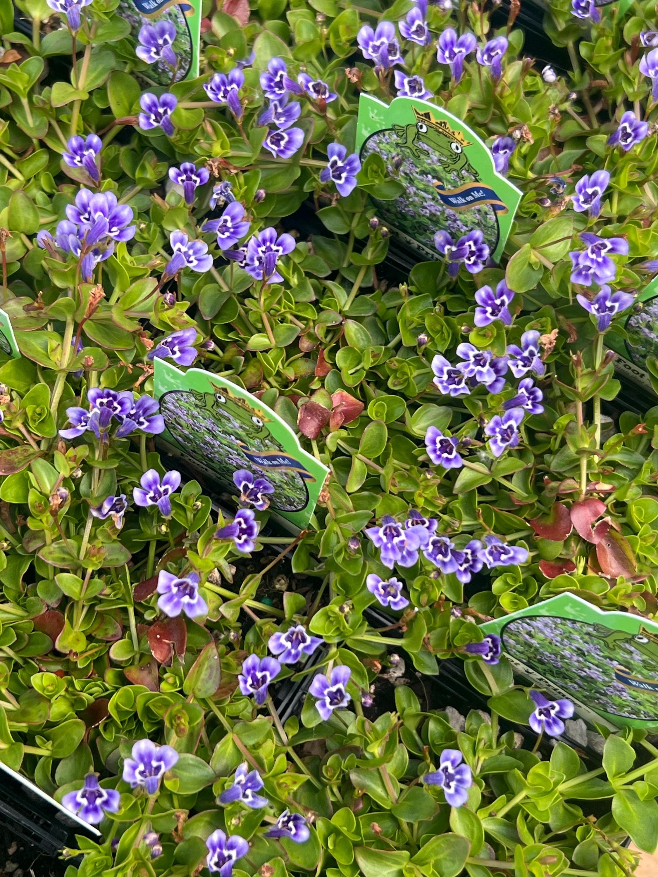 Lindernia Grandiflora | Blue Moneywort | Groundcover Perennial | USDA