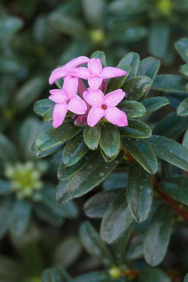 Daphne X Rollsdorfii 'wilhelm Schacht' | Dwarf Daphne