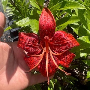 PRE-ORDER Fall Bulbs - Lilium ‘Tiger Red Velvet’ | Bareroot Asiatic Lily | Deep Red Blooms with Black Freckles | USDA Zones 3–9