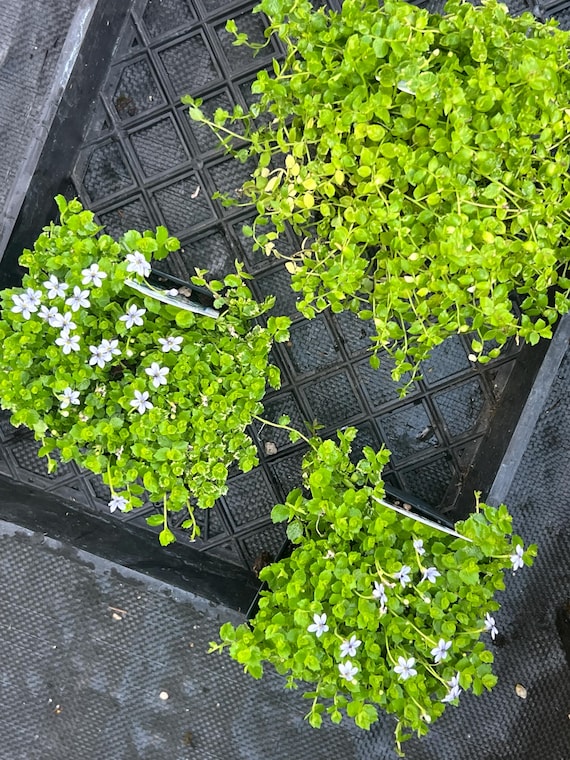 Pratia Pedunculata | Laurentia | Blue Star Creeper Groundcover