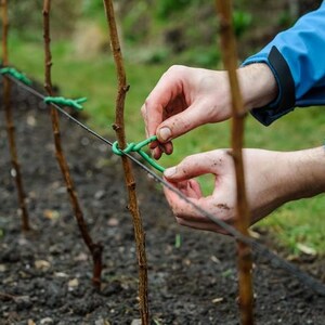 Puede incluir: Primer plano de manos atando una atadura verde para plantas alrededor de una rama joven a un alambre. La persona lleva una chaqueta azul. El fondo muestra un jard&iacute;n con &aacute;rboles j&oacute;venes.