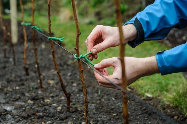 Puede incluir: Primer plano de manos atando una atadura verde para plantas alrededor de una rama joven a un alambre. La persona lleva una chaqueta azul. El fondo muestra un jard&iacute;n con &aacute;rboles j&oacute;venes.