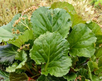 Bergenia 'Ripple Effect' | Elephant Ear | Evergreen Perennial