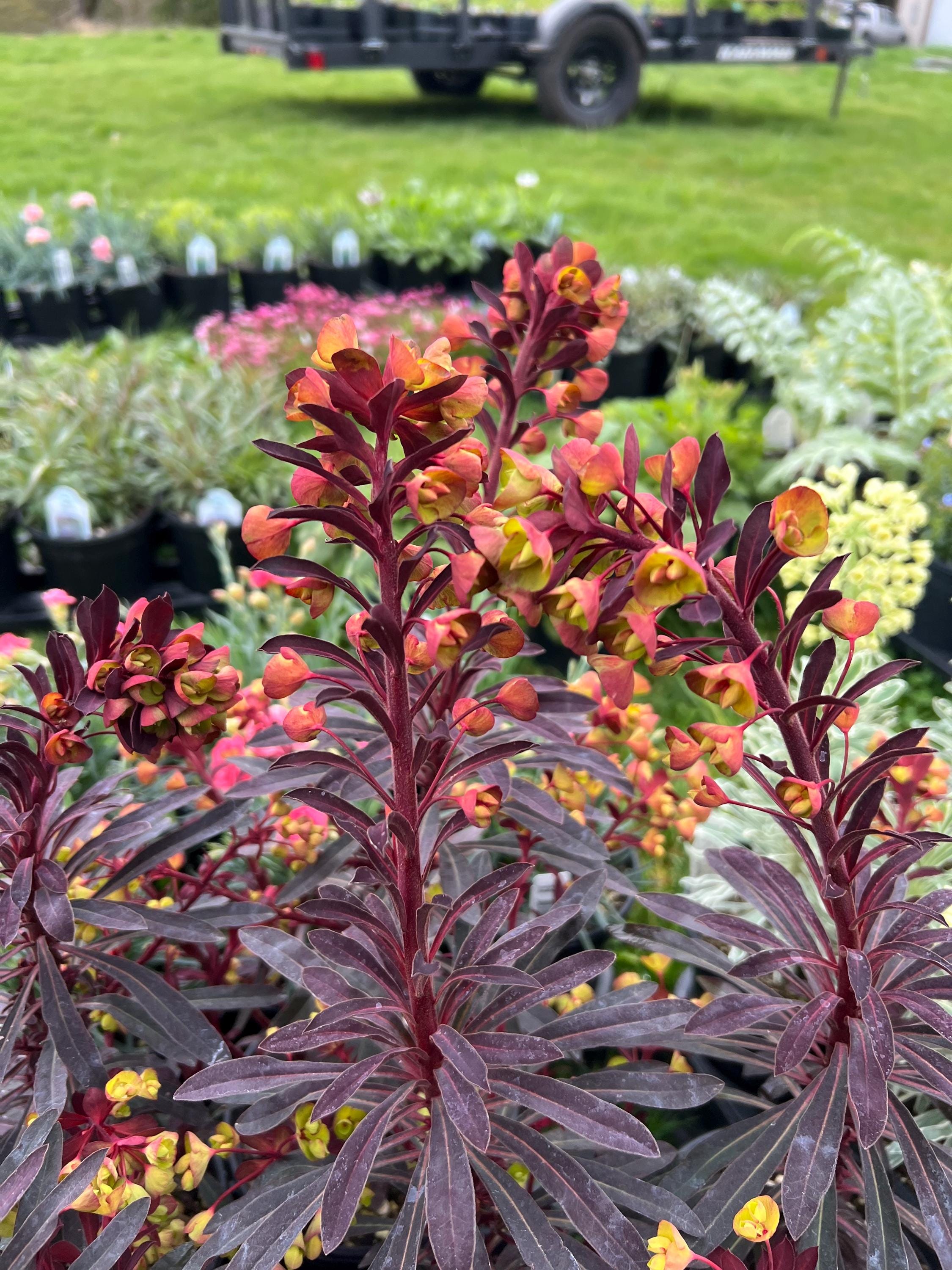 Euphorbia 'miner's Merlot' | Deep Purple Red Spurge, Evergreen - Etsy
